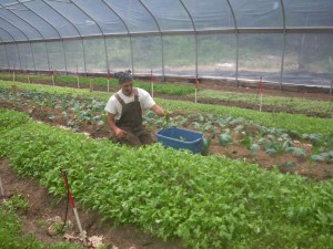 The Farm - Ricky Harvesting